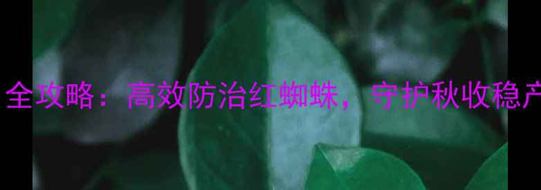 图片 三锉锡杀螨剂使用全攻略：高效防治红蜘蛛，守护秋收稳产！农业技术指南2