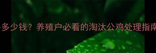 图片 云南淘汰公鸡价格多少钱？养殖户必看的淘汰公鸡处理指南与市场行情分析2