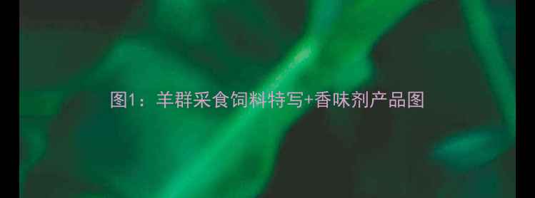 图片 图1：羊群采食饲料特写+香味剂产品图