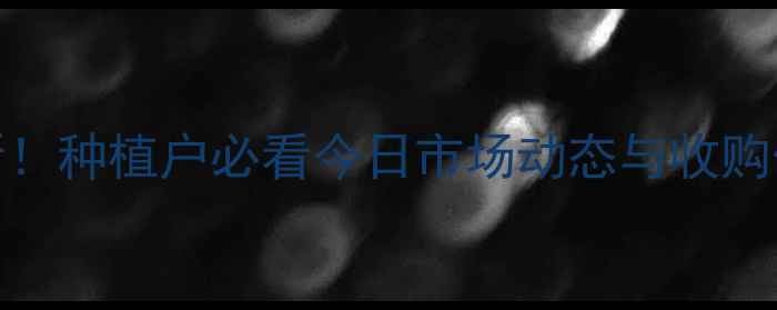 图片 杞县鲜蒜价格行情更新！种植户必看今日市场动态与收购价参考（附种植技巧）