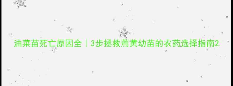 图片 油菜苗死亡原因全｜3步拯救蔫黄幼苗的农药选择指南2