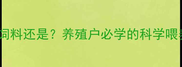图片 猪吃东西先吃饲料还是？养殖户必学的科学喂养指南！🌾🐷2