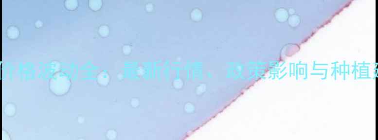 图片 玉米价格波动全：最新行情、政策影响与种植建议2