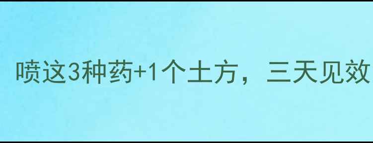 图片 脐橙卷叶别慌！喷这3种药+1个土方，三天见效｜种植户必看2