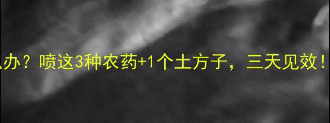 图片 🌱雨后葱叶发黄怎么办？喷这3种农药+1个土方子，三天见效！附葱田管理全攻略1
