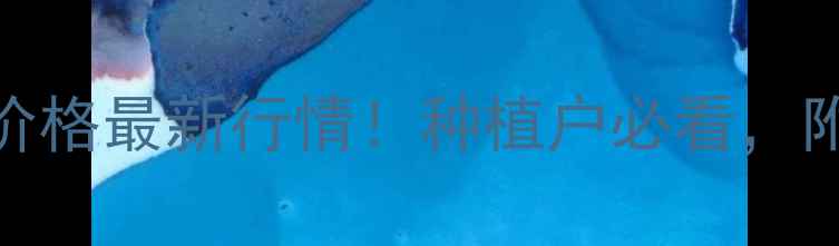 图片 🌾云南曲靖富源玉米价格最新行情！种植户必看，附趋势分析和应对策略