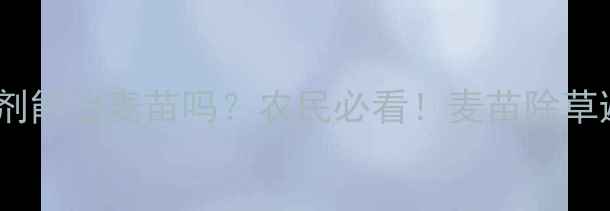 图片 🌾玉米除草剂能治麦苗吗？农民必看！麦苗除草避坑指南🌾1