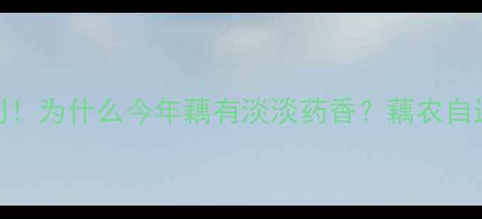 图片 🌿新藕上市季节到！为什么今年藕有淡淡药香？藕农自述真实种植故事🌱