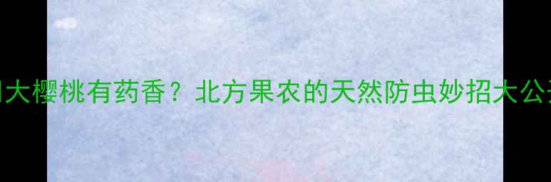 图片 🍒大樱桃有药香？北方果农的天然防虫妙招大公开
