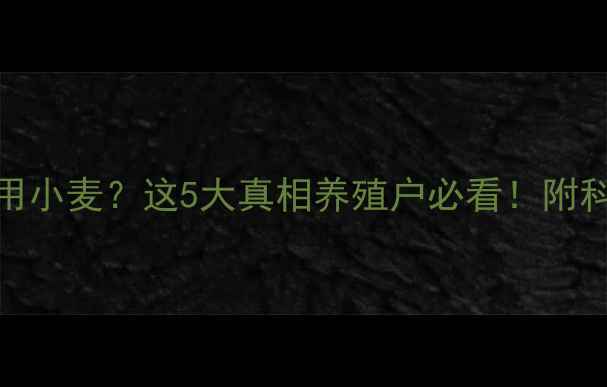 图片 🐔鸡饲料用小麦？这5大真相养殖户必看！附科学配比表