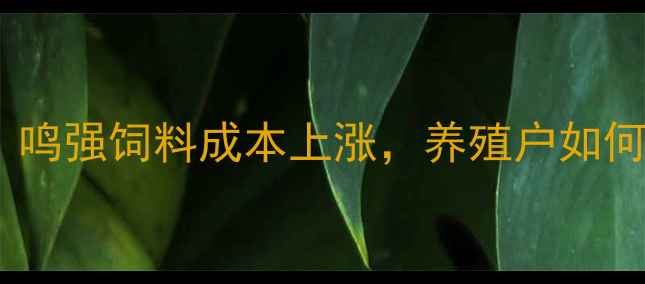图片 📌贵州猪饲料价格波动预警！鸣强饲料成本上涨，养殖户如何破局？最新行情+降本攻略🐷