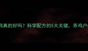 饲料养鸡真的好吗科学配方的5大关键养鸡户必看