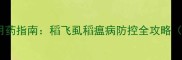 晚稻病虫害科学用药指南稻飞虱稻瘟病防控全攻略附用药时间表
