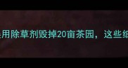 茶农血泪教训误用除草剂毁掉20亩茶园这些细节必须注意