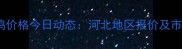 817毛鸡价格今日动态河北地区报价及市场分析
