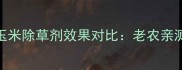 最新测评江苏长青玉米除草剂效果对比老农亲测有效的3大使用技巧