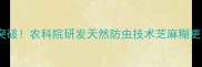 芝麻种植新突破农科院研发天然防虫技术芝麻糊更安全更健康