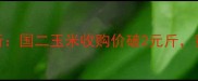 宁河县秋玉米价格行情分析国二玉米收购价破2元斤黄玉米价格走势及种植建议