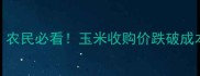 玉米价格行情大起底农民必看玉米收购价跌破成本线未来走势如何