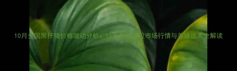 图片 10月全国黑仔猪价格波动分析：15公斤体重段市场行情与养殖成本全解读