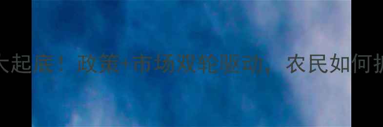图片 1季度玉米价格大起底！政策+市场双轮驱动，农民如何抓住机遇？🌾📊2