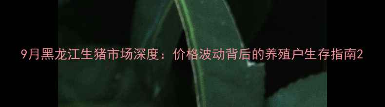 图片 9月黑龙江生猪市场深度：价格波动背后的养殖户生存指南2
