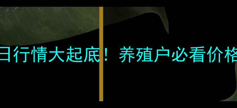 图片 主山东活猪价格今日行情大起底！养殖户必看价格波动+养殖策略全1