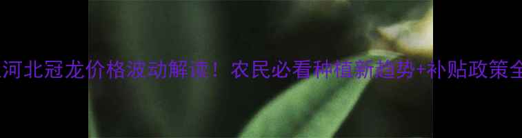 图片 主河北冠龙价格波动解读！农民必看种植新趋势+补贴政策全2