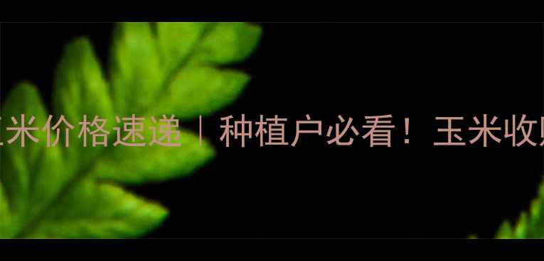 图片 今日汾阳玉米价格速递｜种植户必看！玉米收购价波动全