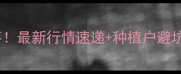 图片 保定玉米收购价格大起大落！最新行情速递+种植户避坑指南（附收购价表）🌾📊1