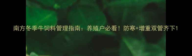图片 南方冬季牛饲料管理指南：养殖户必看！防寒+增重双管齐下1