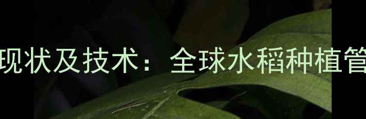 图片 国外水稻田除草剂使用现状及技术：全球水稻种植管理趋势与中国应用展望