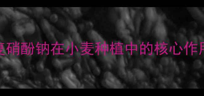 图片 复硝酚钠在小麦种植中的核心作用