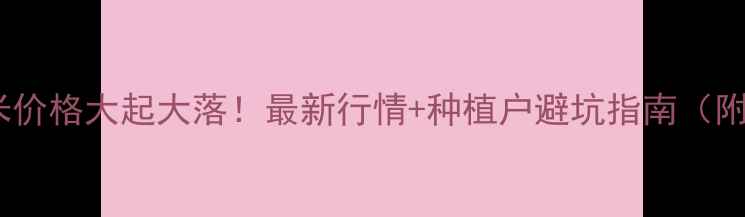 图片 巴彦淖尔玉米价格大起大落！最新行情+种植户避坑指南（附种植技术）1