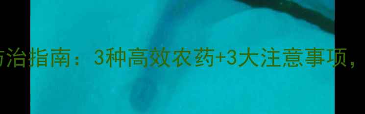 图片 广东广西柑橘木虱防治指南：3种高效农药+3大注意事项，助您挽回百万损失1
