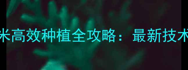 图片 广东饲料玉米高效种植全攻略：最新技术与增产方案