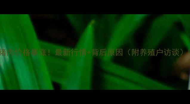 图片 扬州猪肉价格暴涨！最新行情+背后原因（附养殖户访谈）🔥🐷1