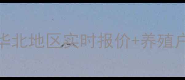 图片 最新鸡苗价格动态：华东华南华北地区实时报价+养殖户避坑指南（附市场趋势分析）