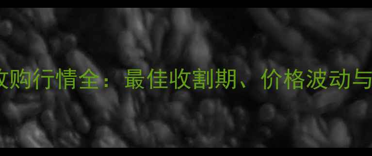 图片 枣庄玉米收购行情全：最佳收割期、价格波动与市场趋势2
