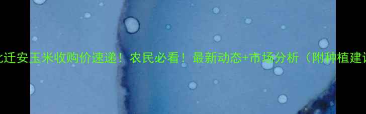 图片 河北迁安玉米收购价速递！农民必看！最新动态+市场分析（附种植建议）