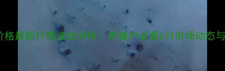 图片 涪陵生猪价格最新行情波动分析！养殖户必看6月市场动态与养殖建议2