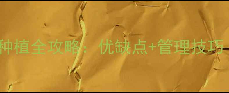 图片 烟密黄龙种植全攻略：优缺点+管理技巧（附图）2