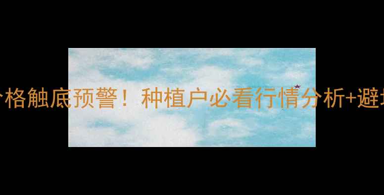 图片 玉米价格触底预警！种植户必看行情分析+避坑指南