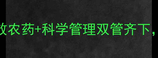 图片 白粉病防治新突破：高效农药+科学管理双管齐下，助您轻松应对病害侵袭
