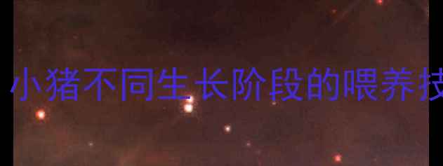图片 科学配制饲料配方：小猪不同生长阶段的喂养技巧与营养搭配指南1