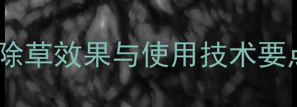 图片 精喹禾灵在菊花种植中的除草效果与使用技术要点（附配比与注意事项）1