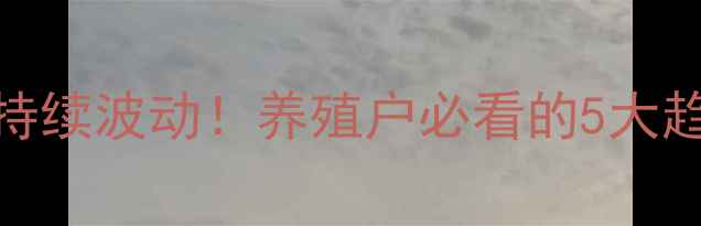 图片 肉鸡出栏价格持续波动！养殖户必看的5大趋势与应对策略