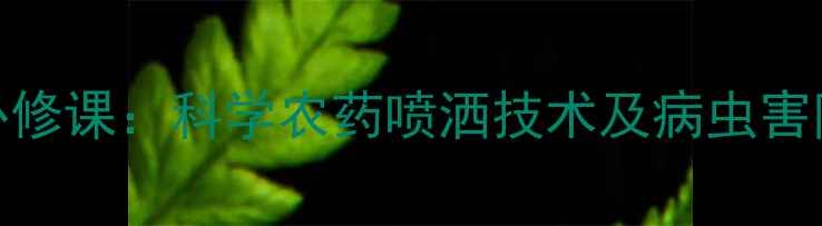 图片 芒果种植必修课：科学农药喷洒技术及病虫害防治全攻略