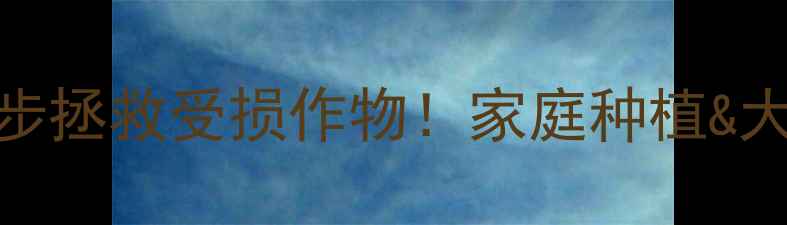 图片 🌱农药烧伤急救指南5步拯救受损作物！家庭种植&大田作物通用修复法🌾1