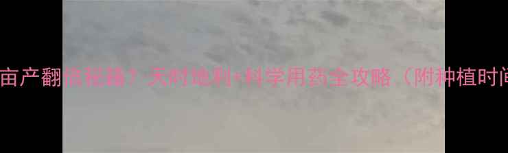 图片 🌱大姜亩产翻倍秘籍？天时地利+科学用药全攻略（附种植时间表）2